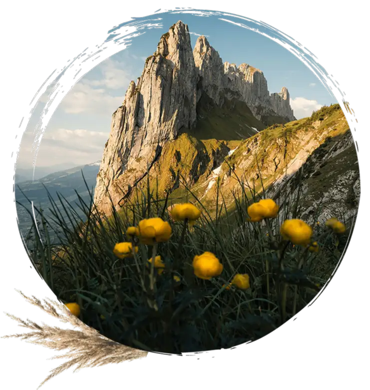 A close-up of yellow flowers in front of a jagged mountain.