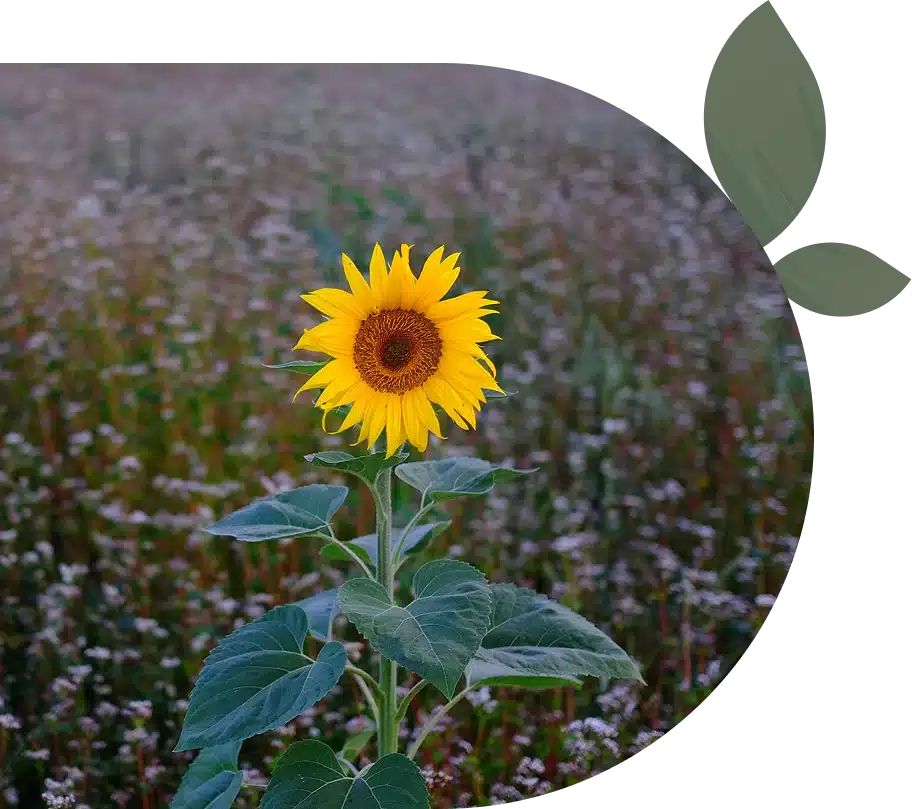 A single sunflower in a field.