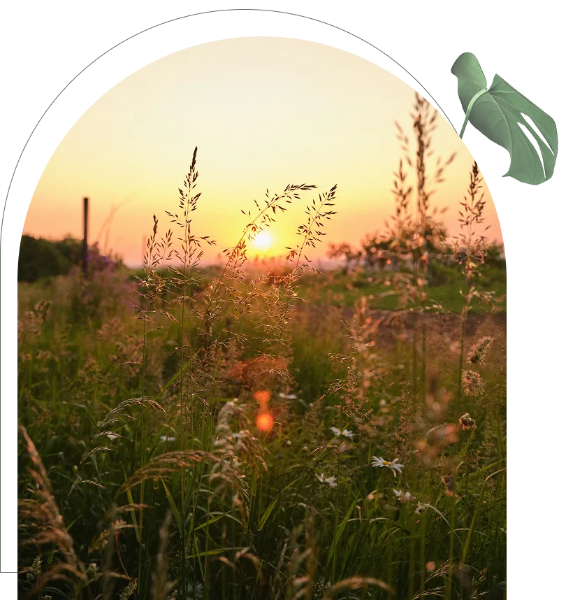Tall grass and wildflowers at sunset.